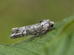 Skogkvistfly (Xylena solidaginis)