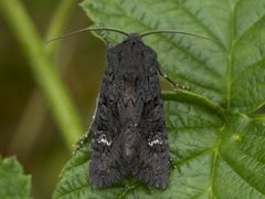 Black Rustic (Aporophyla nigra)