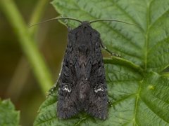 Stort lyngheifly (Aporophyla nigra)