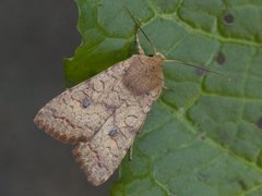 Bølgelinjet høstfly (Agrochola circellaris)