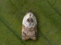 Marmorflatvikler (Acleris variegana)