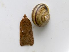 Bjørkeflatvikler (Acleris notana)