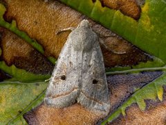 Brungrått høstfly (Agrochola lota)