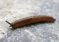 Spanish Slug (Arion vulgaris)