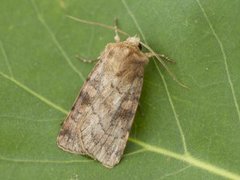 Six-striped Rustic (Xestia sexstrigata)