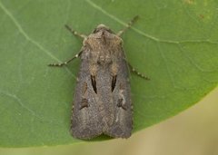 Heart and Dart (Agrotis exclamationis)