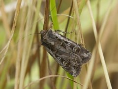 White-line Dart (Euxoa tritici)