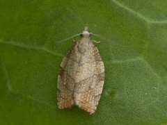 Chequered Fruit-tree Tortrix (Pandemis corylana)