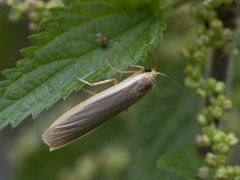 Common Footman (Eilema lurideola)