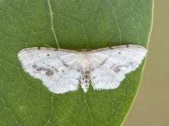 Flekkengmåler (Idaea dimidiata)