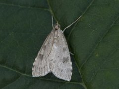 Dusky Pearl (Udea prunalis)