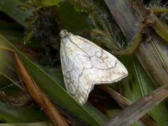 Chequered Straw (Evergestis pallidata)