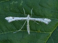 Triangle Plume (Platyptilia gonodactyla)