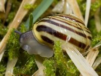 White-lipped Gardensnail (Cepaea hortensis)