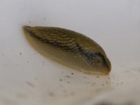 Spanish Slug (Arion vulgaris)