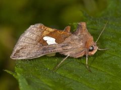 Storflekket metallfly (Autographa bractea)