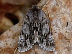 Rannoch Sprawler (Brachionycha nubeculosa)