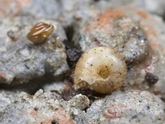 Hairy Snail (Trochulus hispidus)