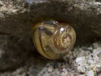 Hagesnegl (Cepaea hortensis)