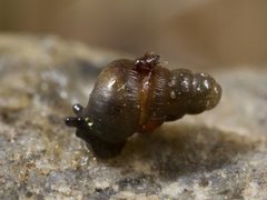 Nordkøllesnegl (Clausilia bidentata)