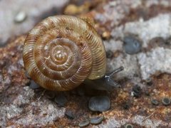 Flekkdiskossnegl (Discus rotundatus)