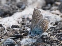 Tiriltungeblåvinge (Polyommatus icarus)