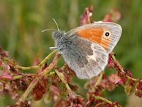 Engringvinge (Coenonympha pamphilus)