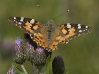 Tistelsommerfugl (Vanessa cardui)