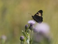 Neslesommerfugl (Aglais urticae)