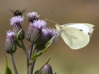 Stor kålsommerfugl (Pieris brassicae)