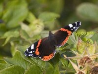 Admiral (Vanessa atalanta)