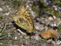 Aglajaperlemorvinge (Argynnis aglaja)