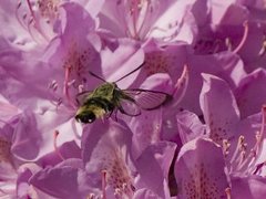 Narrow-bordered Bee Hawk-moth (Hemaris tityus)