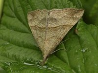 Neslenebbfly (Hypena proboscidalis)