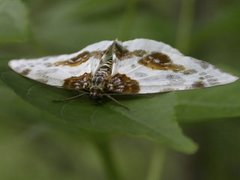 Almepraktmåler (Abraxas sylvata)