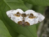 Almepraktmåler (Abraxas sylvata)