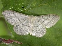 Vinkelengmåler (Idaea aversata)