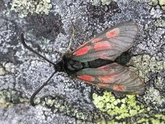 Fjellbloddråpesvermer (Zygaena exulans)