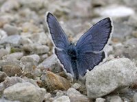 Idasblåvinge (Plebejus idas)