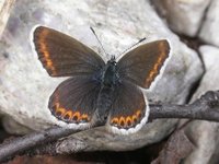 Idasblåvinge (Plebejus idas)