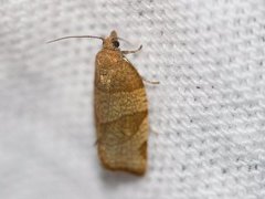 Chequered Fruit-tree Tortrix (Pandemis corylana)
