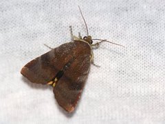 Fiolett båndfly (Noctua janthe)