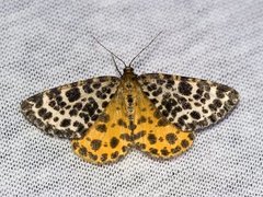 Spotted Beauty (Arichanna melanaria)