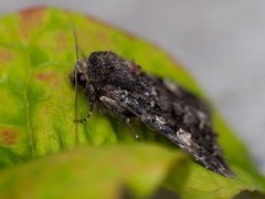 Røddusket engfly (Apamea rubrirena)