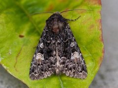 Røddusket engfly (Apamea rubrirena)