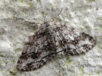 Small Engrailed (Ectropis crepuscularia)
