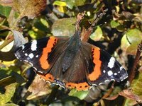 Admiral (Vanessa atalanta)