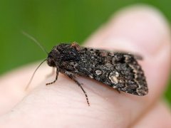 Røddusket engfly (Apamea rubrirena)