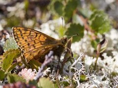 Fjellperlemorvinge (Boloria napaea)