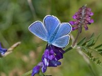 Tiriltungeblåvinge (Polyommatus icarus)